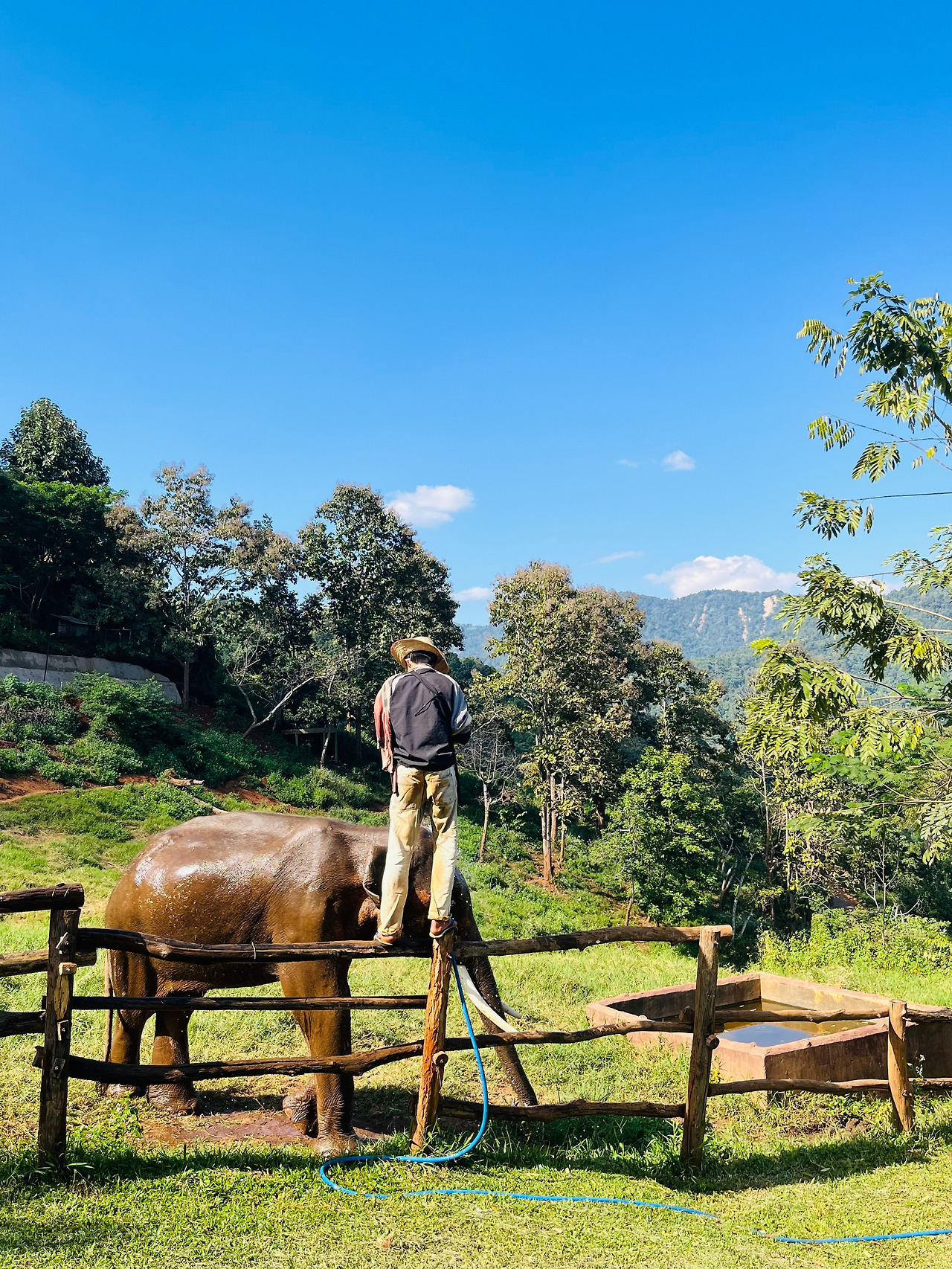 치앙마이코끼리 (13).jpg