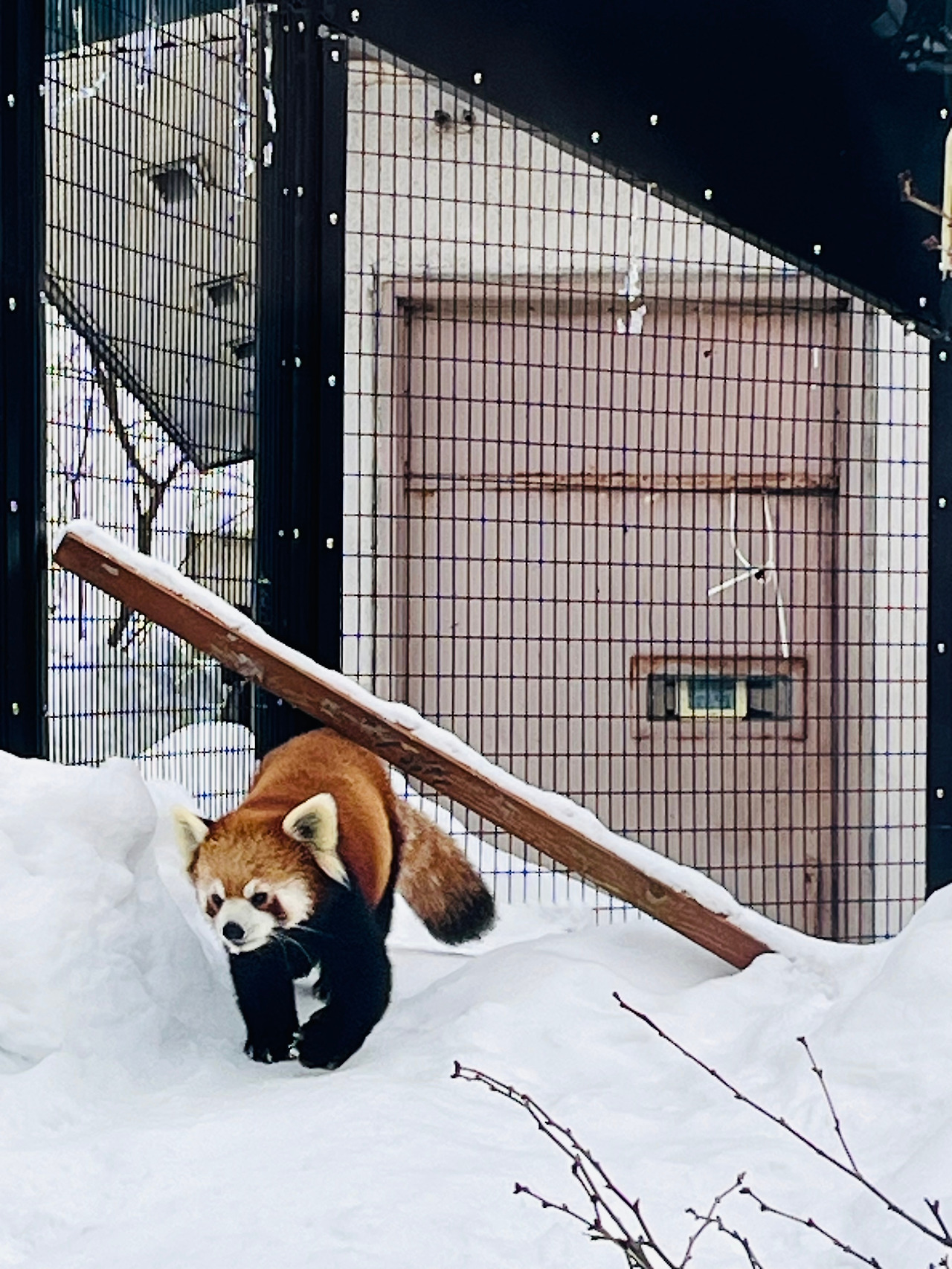 14 펭귄워크와 소유라멘의 도시 (13).jpg