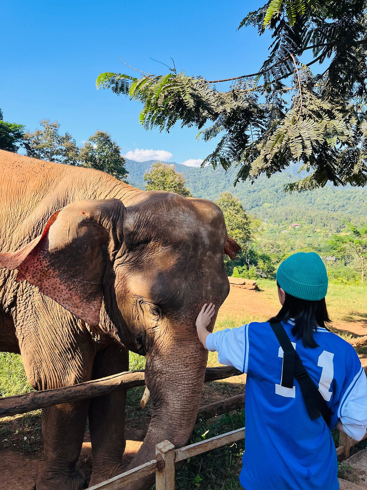 치앙마이코끼리 (52).jpg