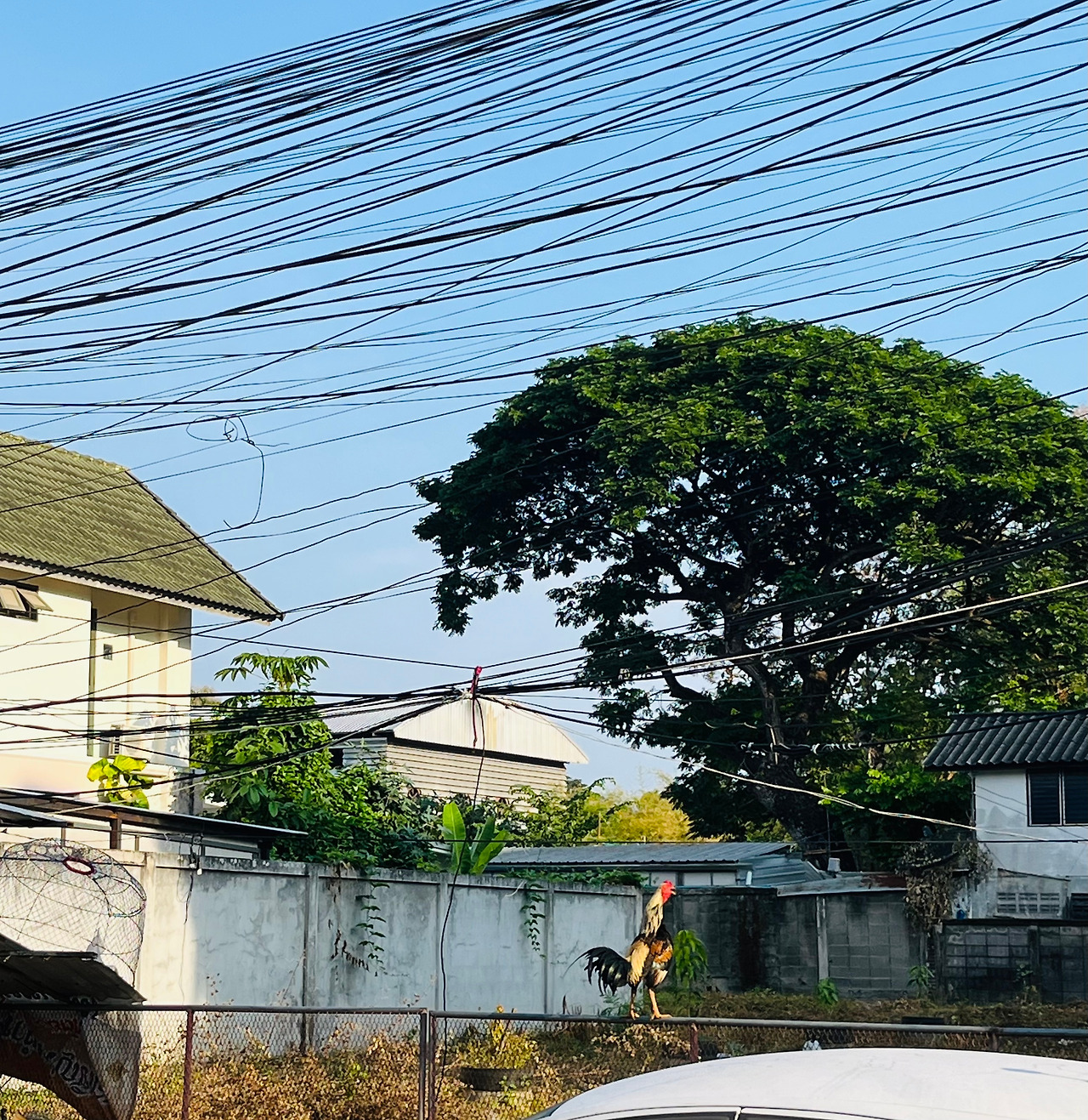 치앙마이여행 (104).jpg