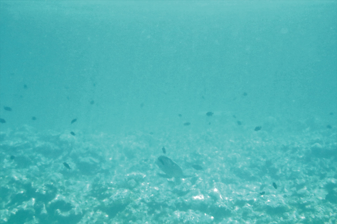 20190522_IMG_8625_셀렉, 바다거북, 몰디브.jpg