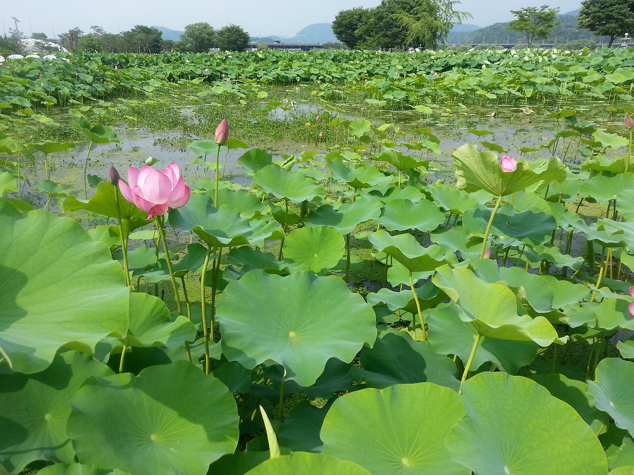 20150629_155004_13_연잎, 연꽃, 수련, 셀렉, 세미원, 양평.jpg