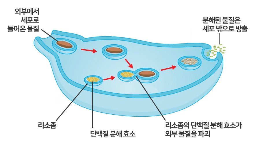 6.리소좀이 외부 물질을 파괴하는 과정.jpg