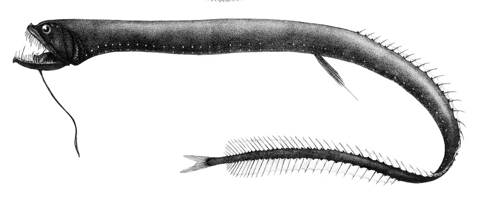 Idiacanthus_atlanticus.jpg