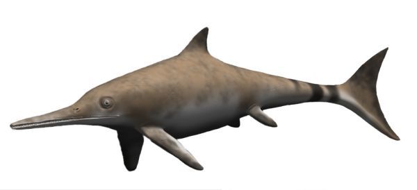 1. Ichthyosaurus_BW.jpg