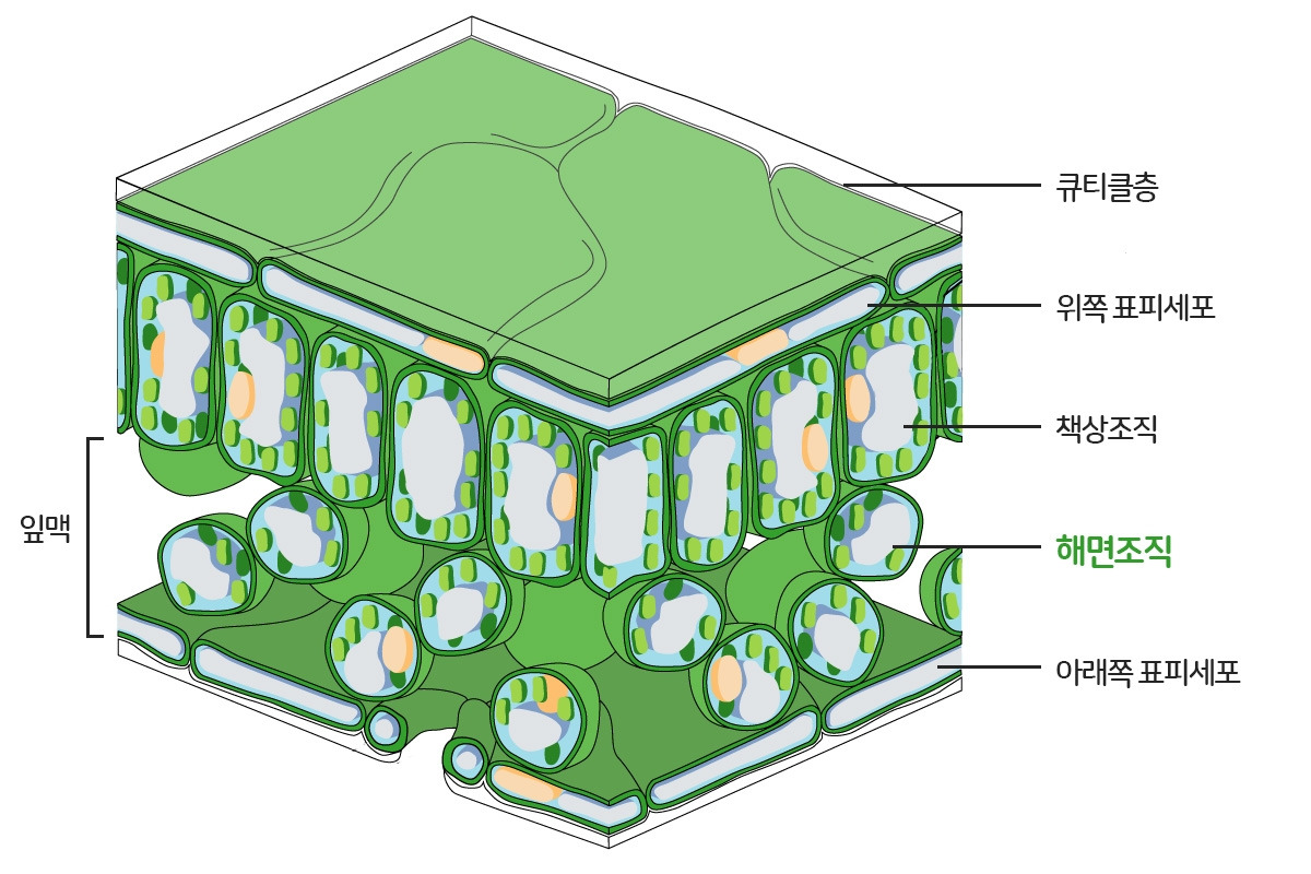 잎의 상세구조.jpg