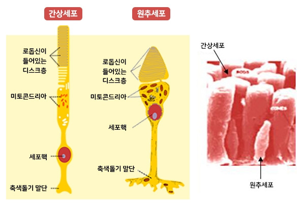 간상세포와 원추세포의 구조.jpg