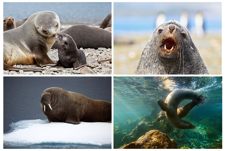 11. 동물 분류상 기각상과의 동물들.jpg