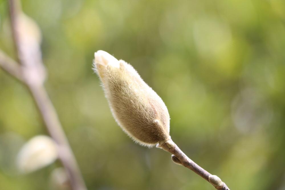 크기변환2_목련의 겨울눈.jpg