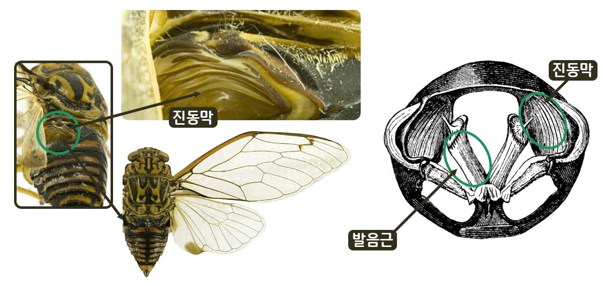 매미의 발음 구조.jpg