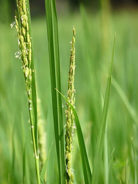 Oryza_sativa_of_Kadavoor.jpg