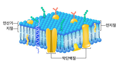 2.세포막.jpg