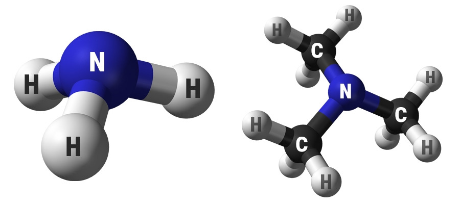 암모니아와 트리메탈아민의 분자 구조.jpg