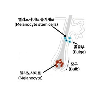 모낭의 구조.jpg