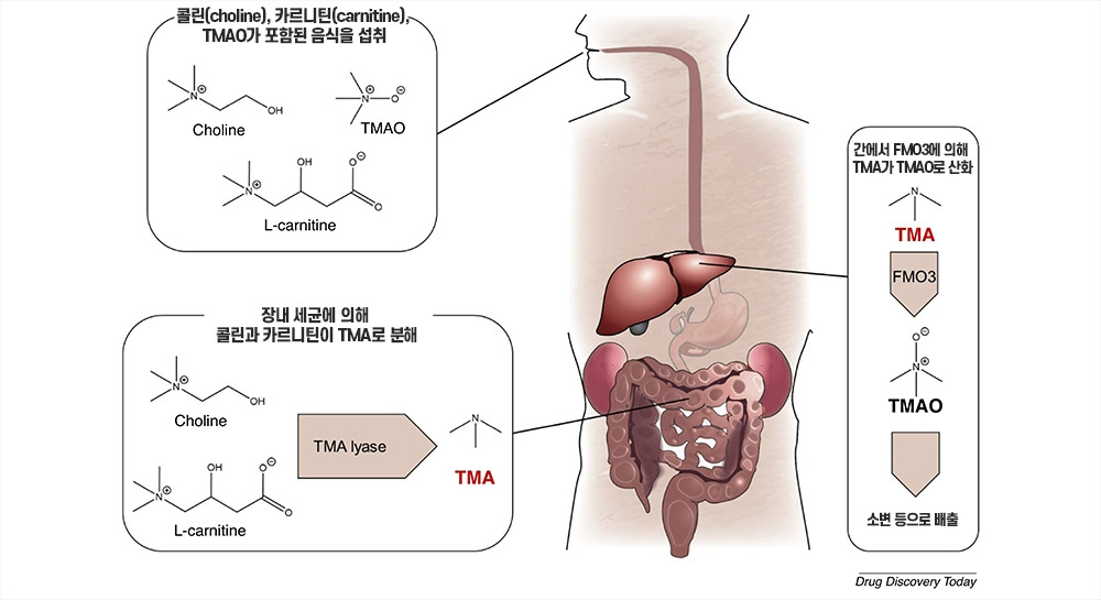 TMA의 물질대사 과정.jpg