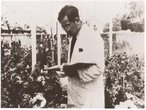 우장춘박사 연구모습.jpg