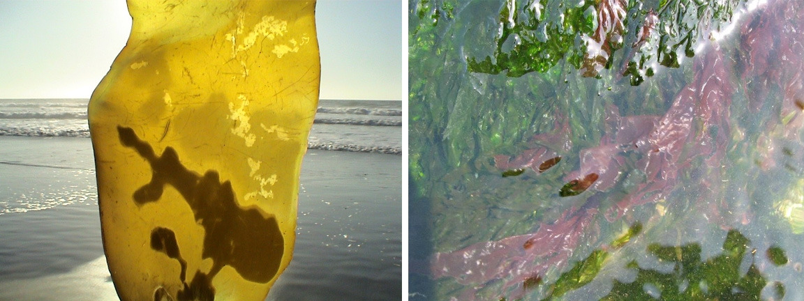 방사무늬돌김과 다시마.jpg