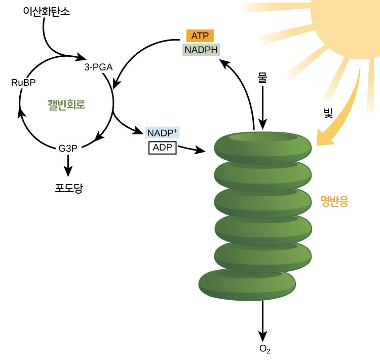 광합성과정.jpg