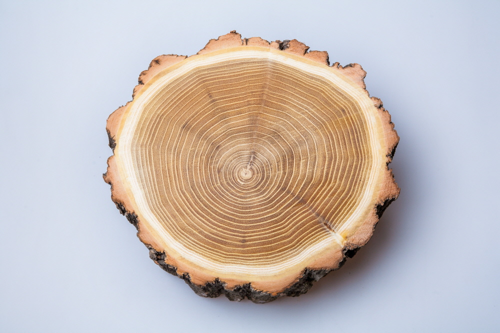 크기변환2_나무의 나이테.jpg