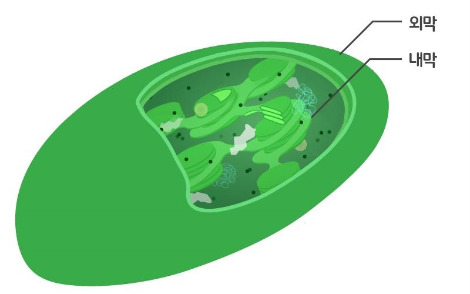 엽록체의 구조.jpg