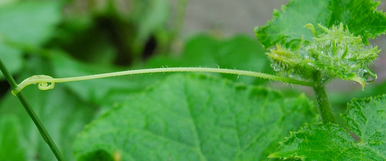 Cucumis_sativus_001.jpg