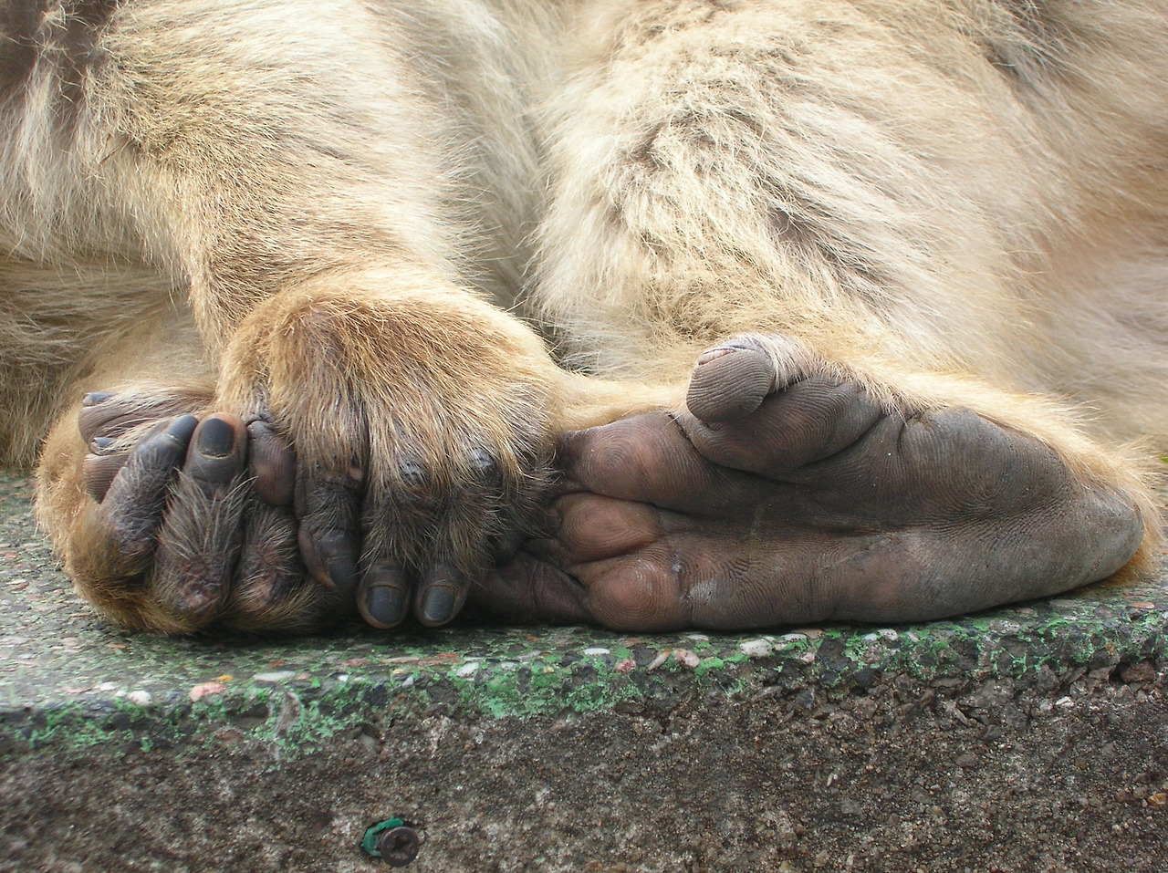 Macaca_sylvanus_feet_and_hands.jpg