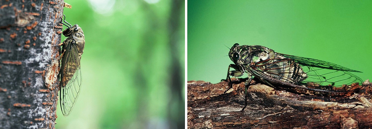 말매미와 참매미.jpg