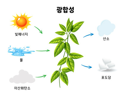 광합성.jpg