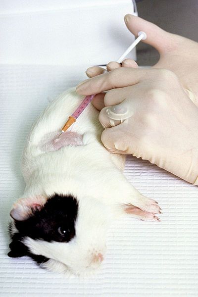 400px-Guinea_pig_injection.jpg