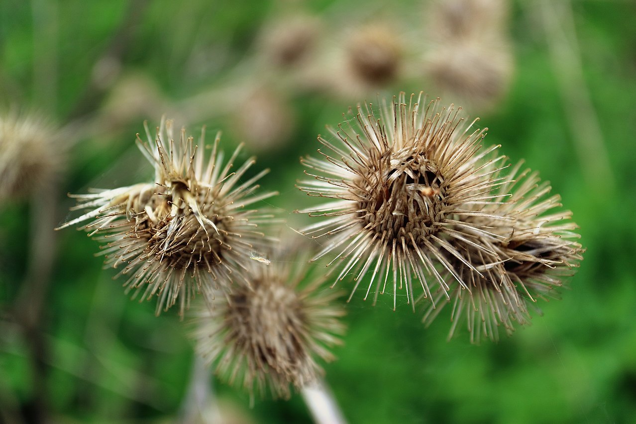 1280px-Burdock_Hooks.jpg
