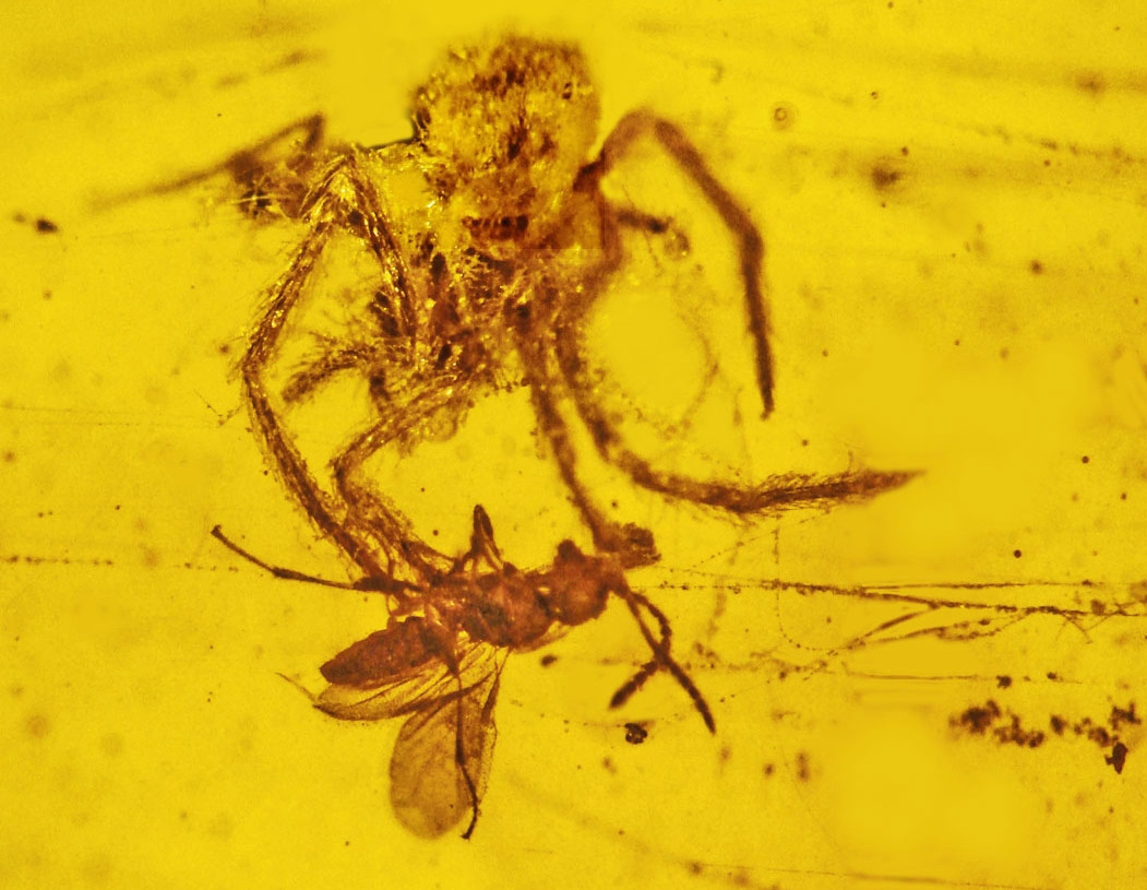 Nephila_burmanica_attacking_Cascoscelio_incassa_in_Burmese_amber.jpg