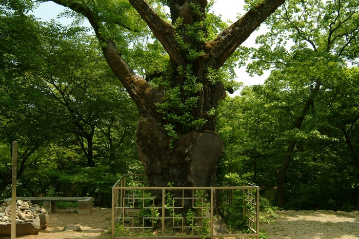 전등사 은행나무.jpg