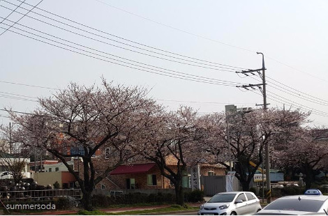 sakura.jpg