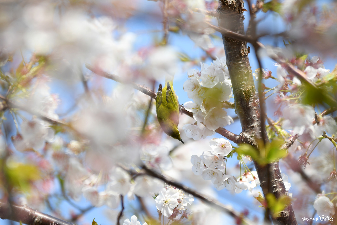 벚꽃새(4).jpg