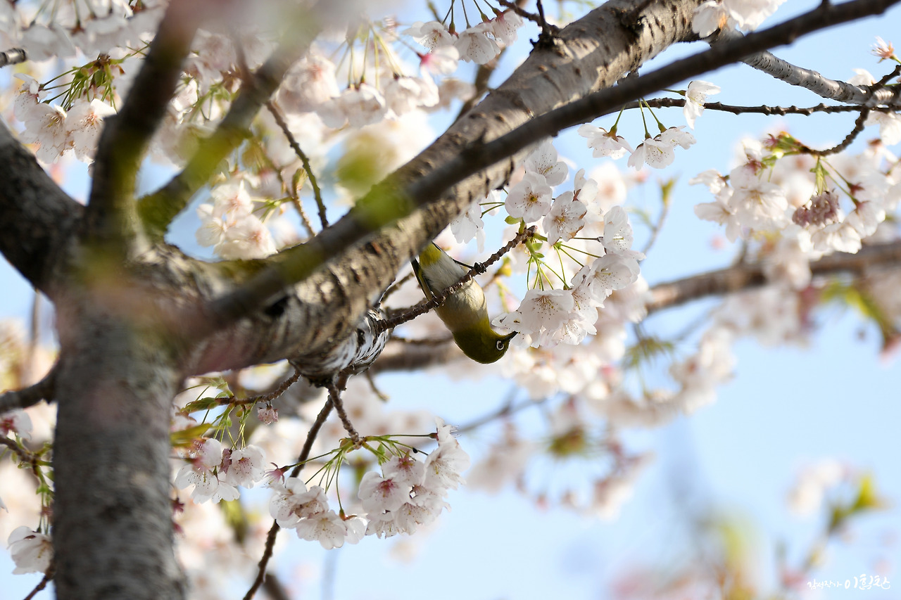벚꽃새(1).jpg