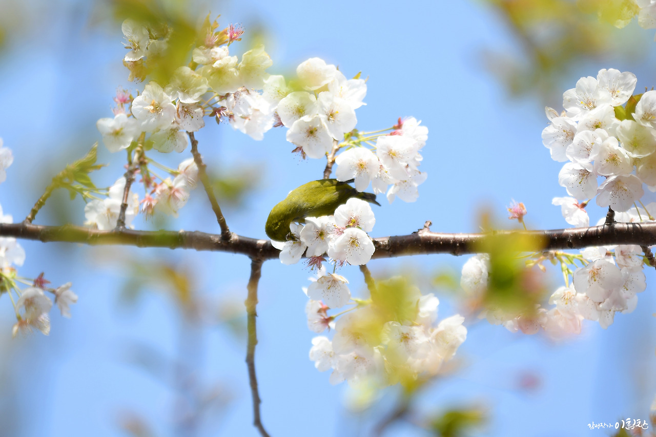 벚꽃새(6).jpg