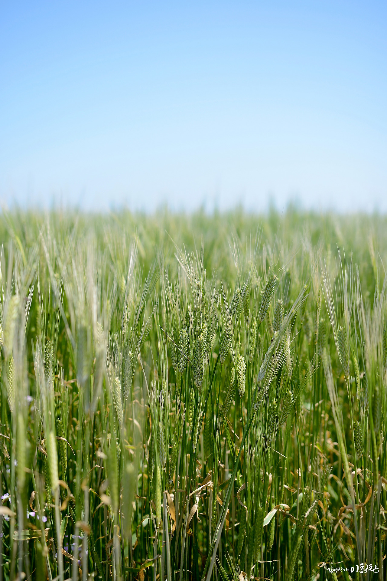 가파도-세로 (2).jpg