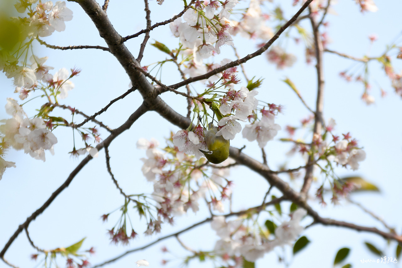 벚꽃새(3).jpg