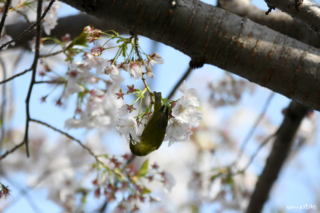 벚꽃새(12).jpg