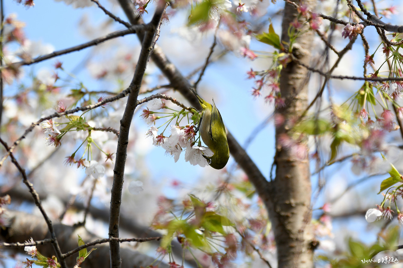 벚꽃새(9).jpg