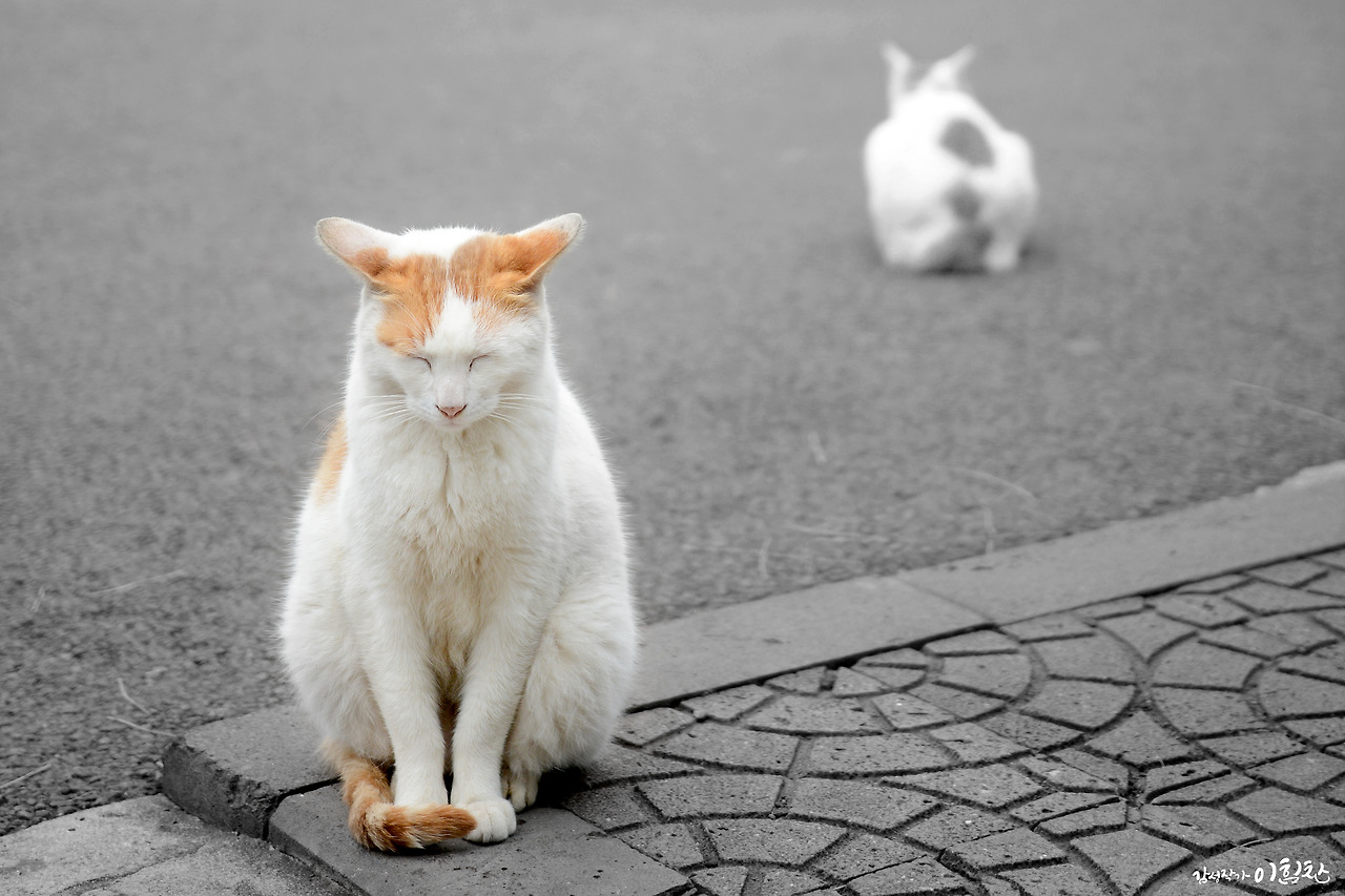 고양이3.jpg