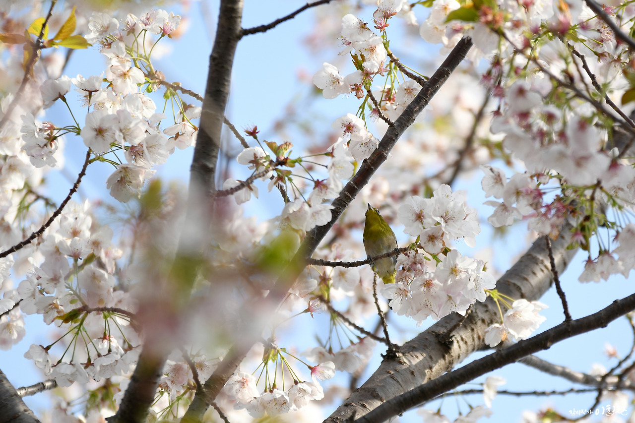 벚꽃새(2).jpg