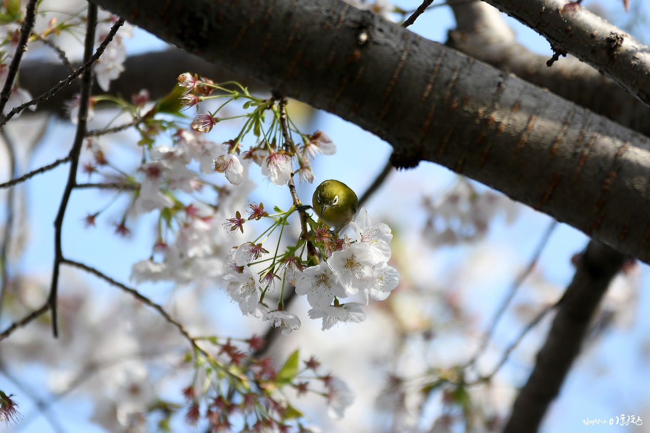 벚꽃새(10).jpg