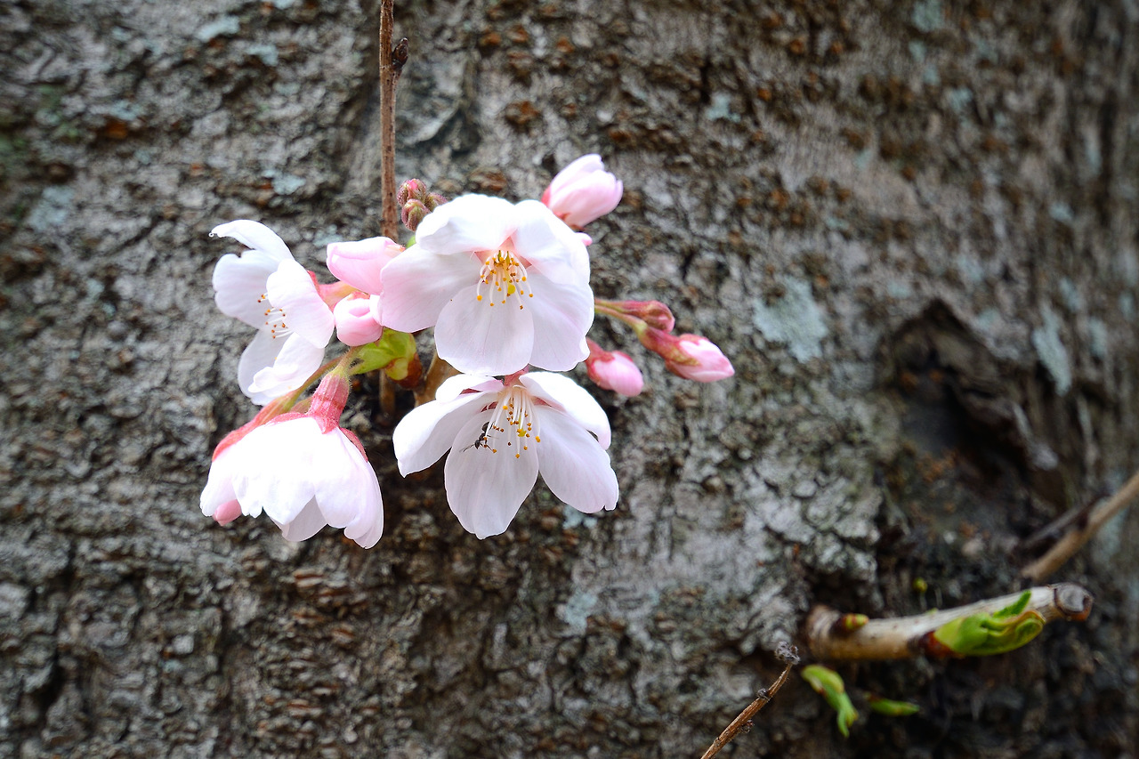 벚꽃피다 (2).jpg