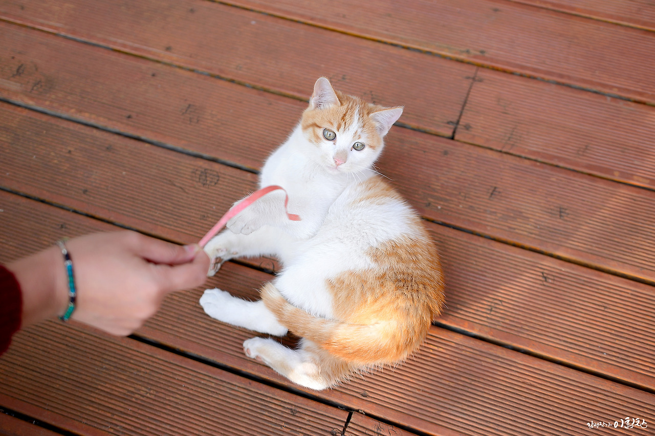 고래냥이5.jpg