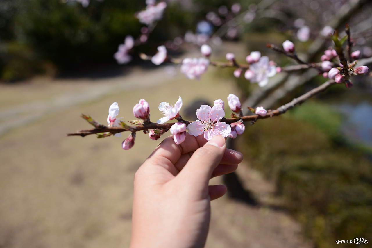벚꽃인생2.jpg