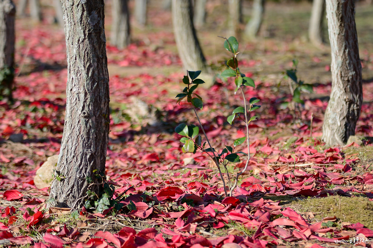 낙엽1.jpg