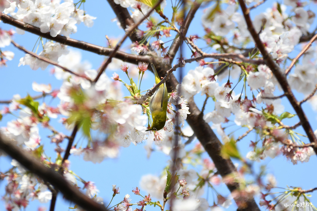 벚꽃새(8).jpg