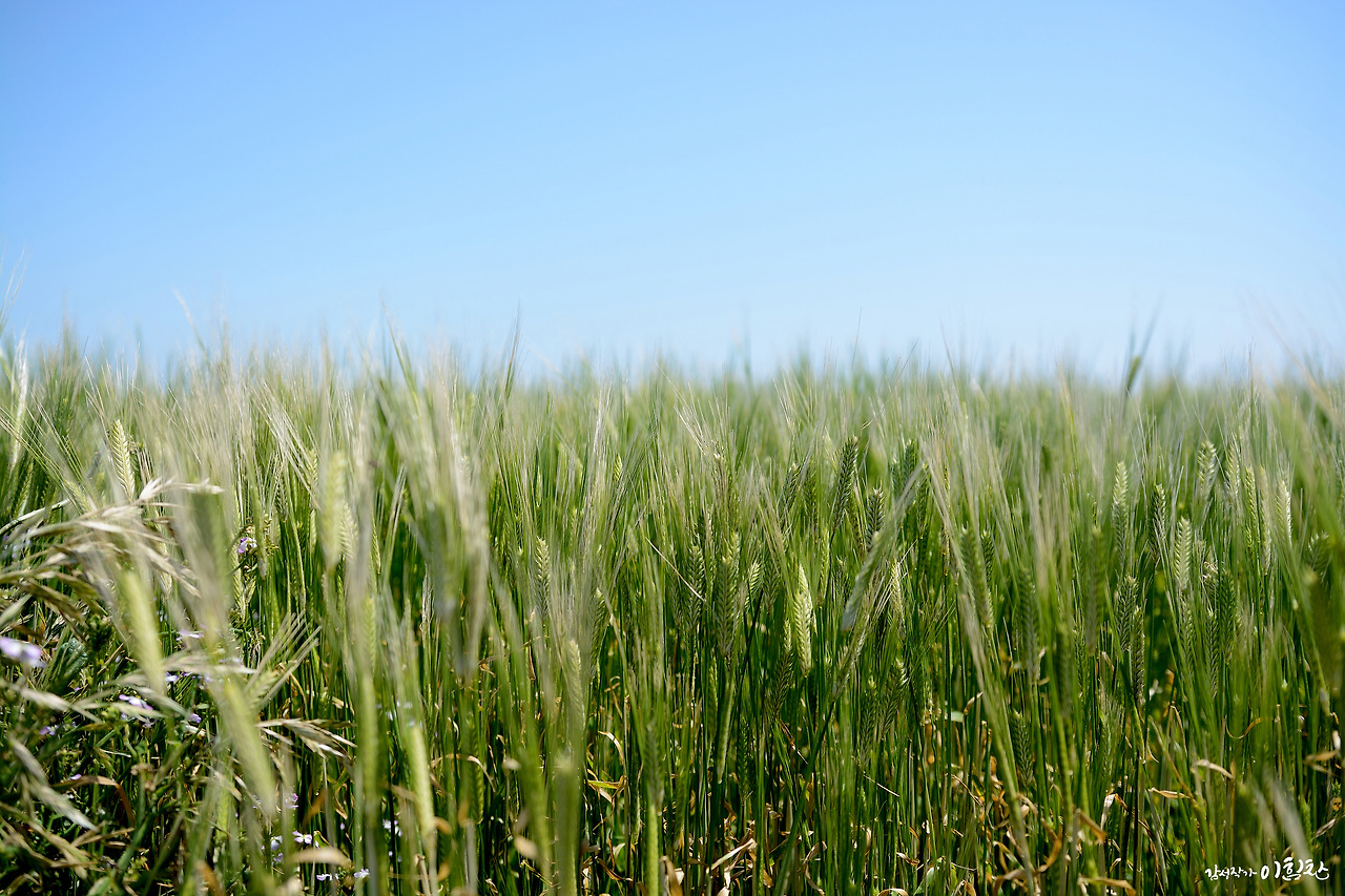 가파도-가로 (13).jpg