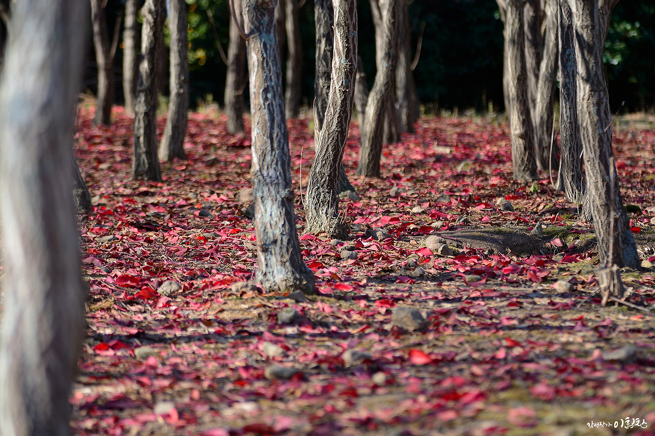 낙엽3.jpg